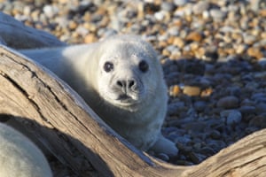 Um filhote de foca cinza em Orford Ness, Suffolk, Reino Unido. Mais de 130 filhotes de focas cinzentas nasceram em Orford Ness, uma região remota, nesta época de reprodução. Os guardas florestais disseram que os mamíferos gordurosos têm usado o antigo local militar como criadouro todos os anos desde 2021, após uma redução no acesso de visitantes por causa da pandemia