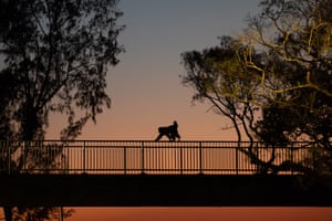 Macaque on a bridge