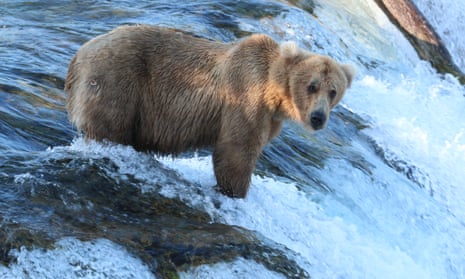 Grazer, an aggressive female bear, at Katmai national park in Alaska.