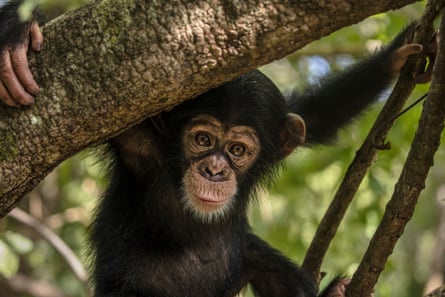 A young chimpanzee in a tree