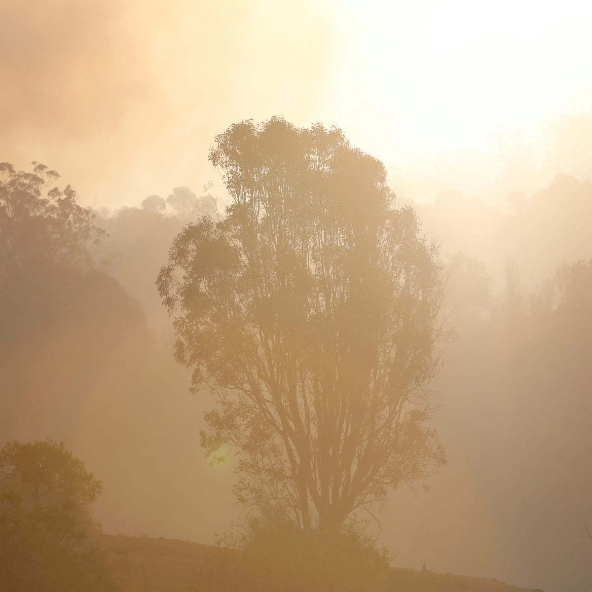 I Never Thought I D See The Australian Rainforest Burning What Will It Take For Us To Wake Up To The Climate Crisis Joelle Gergis Opinion The Guardian