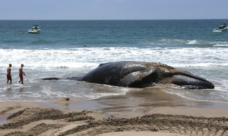 The humpback whale’s body was first towed out into the ocean after washing up on Dockweiler state beach in Los Angeles County before the Fourth of July weekend. 