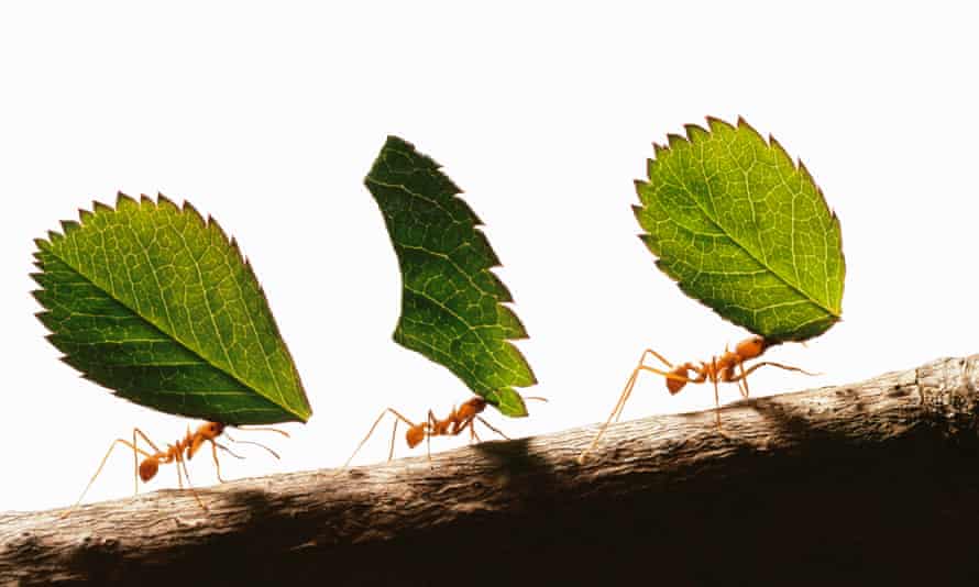 Could Ants Be The Solution To Antibiotic Crisis Antibiotics The Guardian