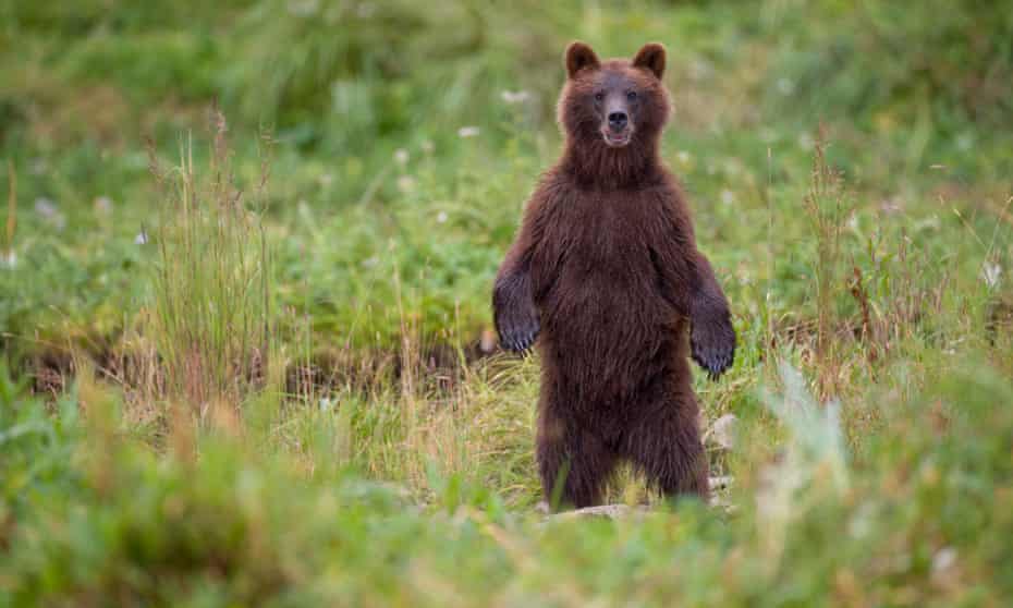 Rather than pushing over less sprightly friends, people facing an aggressive bear are advised to hold their ground and make noise to identify themselves as human.