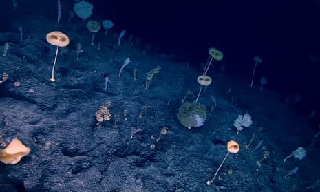 Sponges and corals attached to rock in the deep ocean