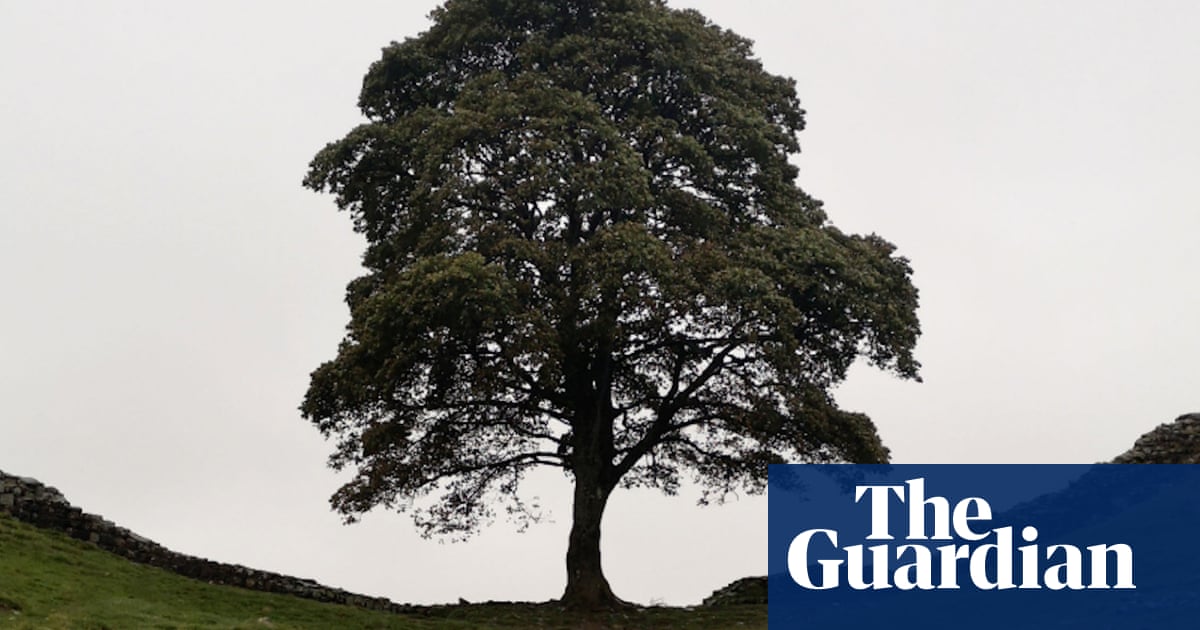 Jury shown video of Sycamore Gap tree being felled'