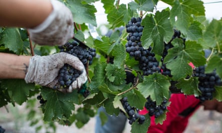 Cutting grapes in Epernay.