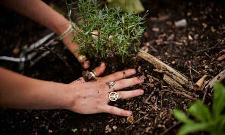 Close up of hands with rings on including CND logo pressing plant into soil