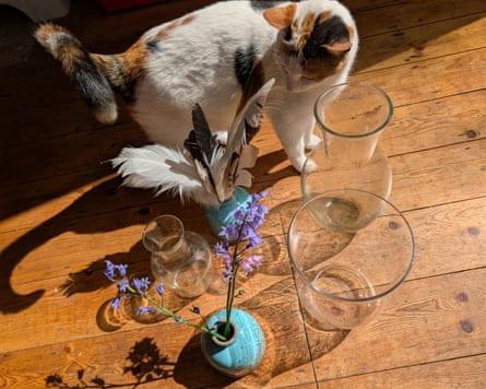 قطة تسير على أرضية خشبية بين فازات متنوعة