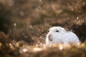 Mountain hare golden light by Joshua Copping