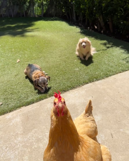 Stevie the hen and dogs, Tucker and Pancho.