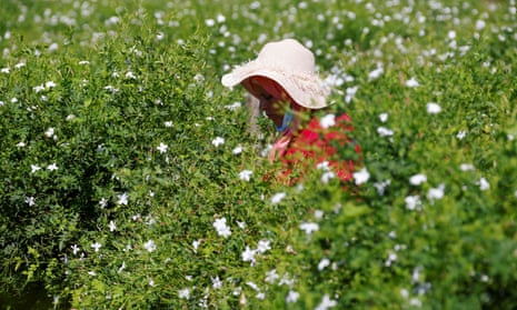 A picker harvests jasmine flowers to be used to make Chanel No 5 perfume in fields near Grasse, in southern France.