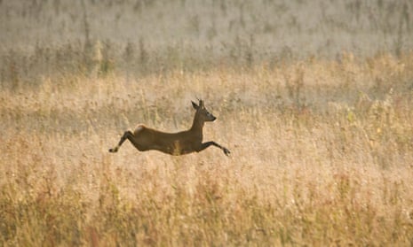 Roe deer buck, running across fallow field in Oxfordshire