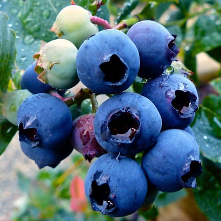 Blueberries fruiting in England.