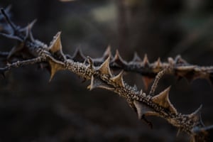 Frost covered thorns