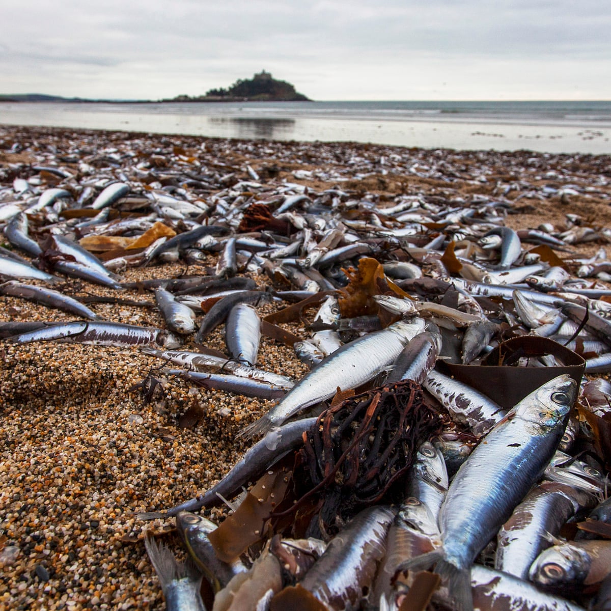 Dead Fish
