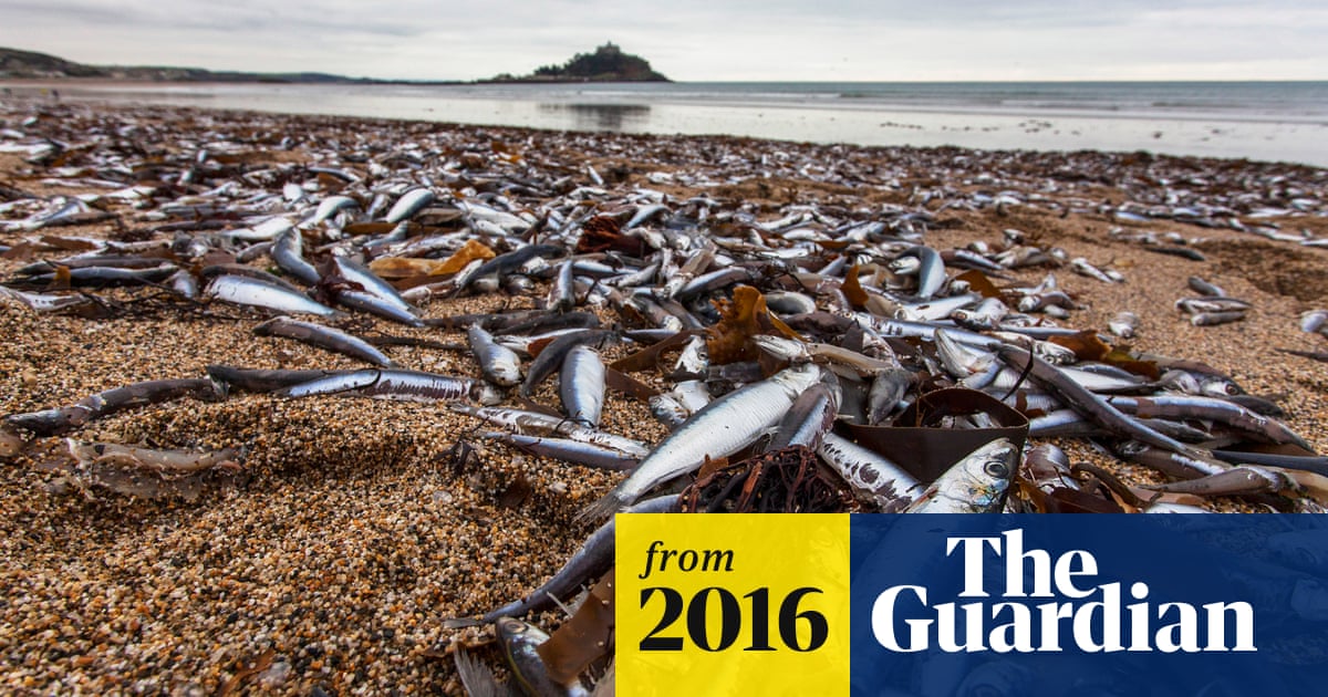 Hundreds Of Thousands Of Fish Wash Up On Cornish Beach Uk News