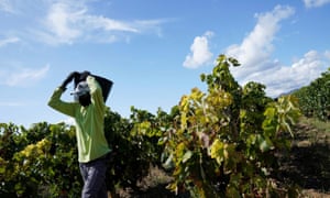 A wine industry worker wearing a face mask collects grapes amid the coronavirus outbreak in Samaniego, Rioja Alavesa, Spain.