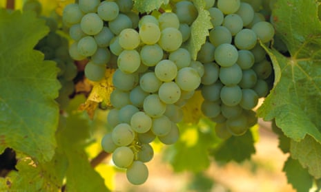 Sauvignon Blanc grapes from Australia are being used in Montana’s wine for New Zealand