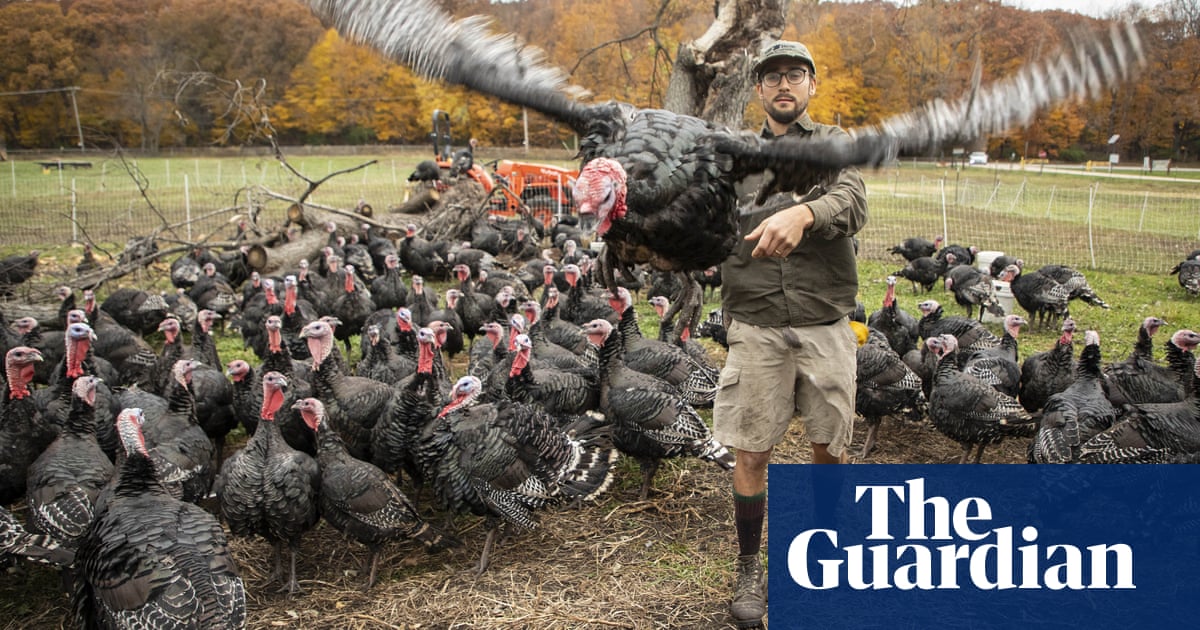 Yes, there will be enough turkeys for Thanksgiving – at a price