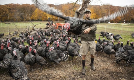 u.s. Chicago Turkeys - 10 Nov 2021<br>Mandatory Credit: Photo by Xinhua/REX/Shutterstock (12598271c) Farmhand and education director Mike Milkowski checks a turkey at the All Grass Farms, an all-natural livestock facility, in East Dundee in northwest suburbs of Chicago, the United States, Nov. 10, 2021. Pending Thanksgiving, the farm has all its Bronze turkeys of around 700 reserved. u.s. Chicago Turkeys - 10 Nov 2021