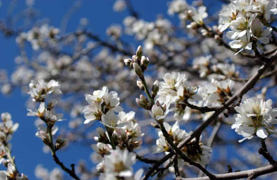 An almond tree blooms, near Visalia, in California. Honeybees pollinate many crops, including almond trees in February, and are essential to the food chain. Bees are mysteriously disappearing at an alarming rate in 24 states throughout the United States.
