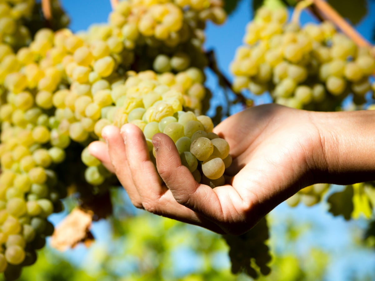 A blend of white and red grapes can be a winning combination | Wine | The  Guardian