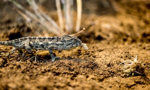 Um camaleão se move para escapar dos incêndios florestais que se espalharam ao norte do distrito de Manavgat em Antalya, Turquia.