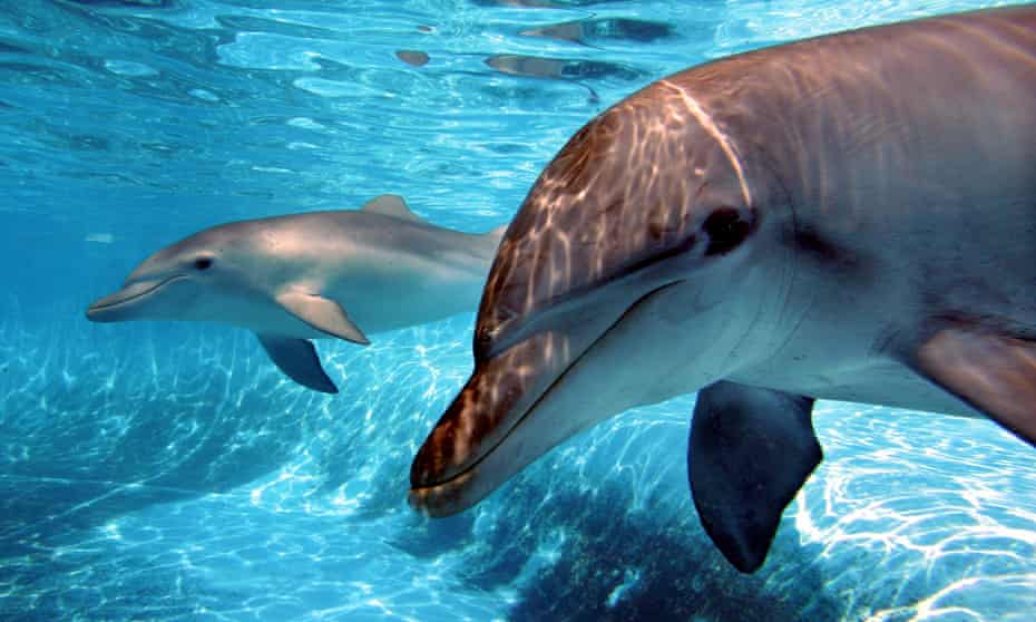 Dolphins at Dolphin Marine Magic’s ‘pet porpoise pool’ in Coffs Harbour.
