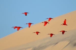 Young Wildlife Photographers: 15–17 years old winner: <em>Flight of the scarlet ibis</em> by Jonathan Jagot (France)<br> Jonathan has been sailing round the world with his family for five years. Anchored off the island of Lençóis on the coast of north-east Brazil, he captured this shot scarlet wings against the canvas of sand and tropical blue sky.