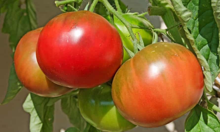 Heirloom tomatoes ripening outside in summer.