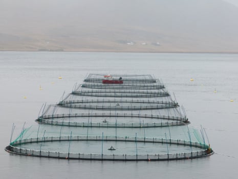 Circular pens in the water for keeping farmed salmon stretch into the grey distance