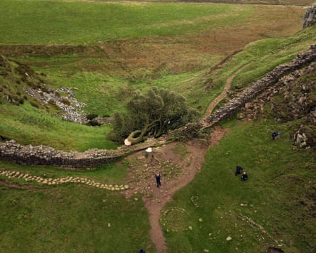 Aerial view of a sawn-off tree lying on a stone wall with the stump on the near side