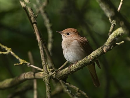 A nightingale sitting on a tree branch
