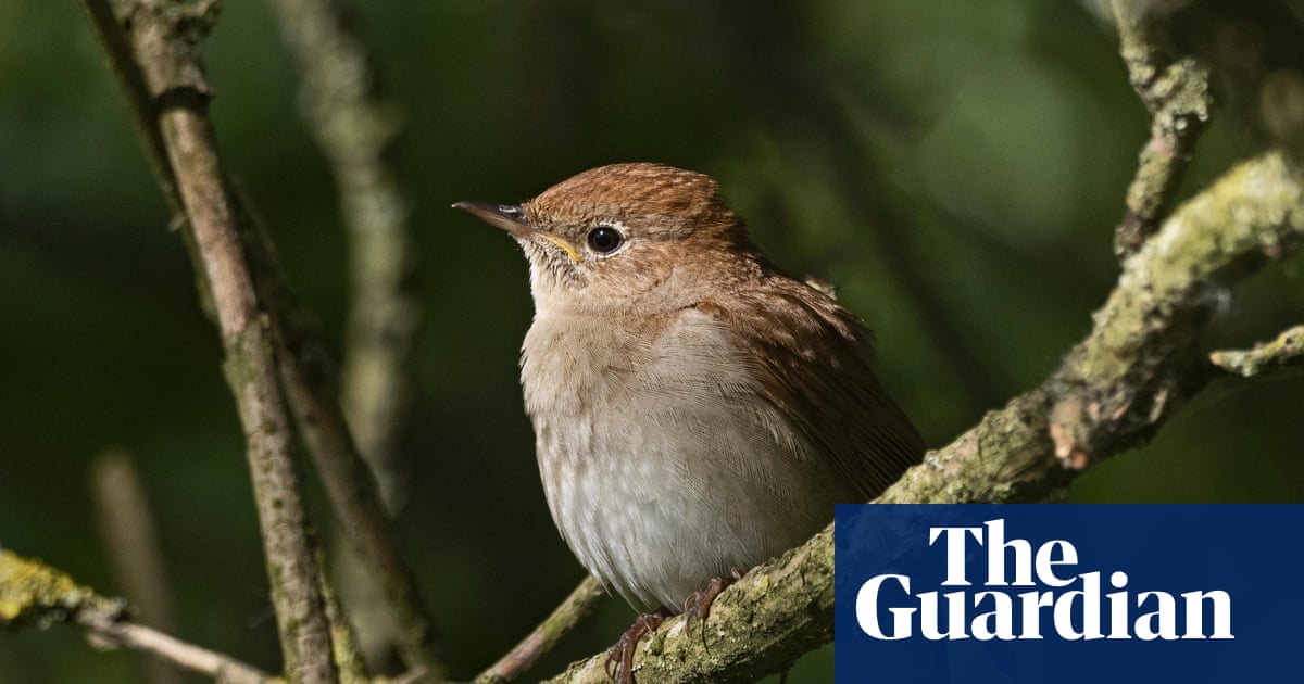 The Book of Birds by Robert Macfarlane and Jackie Morris audiobook review a love letter to our feathered friends