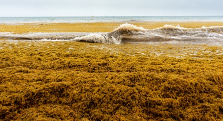 Waves roll in amid a mass of seaweed