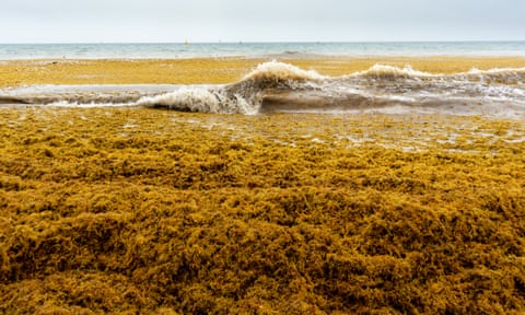 Sargassum covering a beach in the Gulf of Mexico.