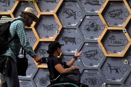 A honeycomb of images of plants and animals covered with the word ‘Extinto’ and giving the year or century of their extinction.