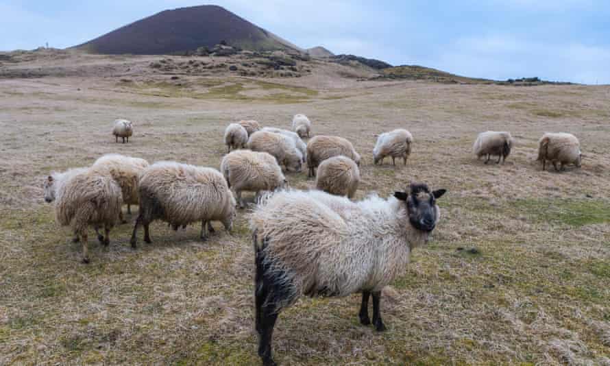 Windblown sheep grazing on the slopes below Helgafell.