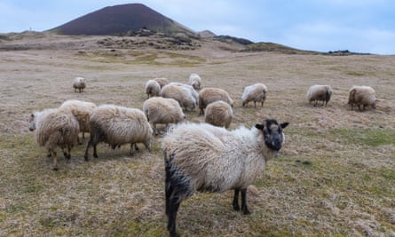 Windblown sheep grazing on the slopes below Helgafell.