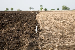 A bird stands on a drought-stricken field near the city of Latur.