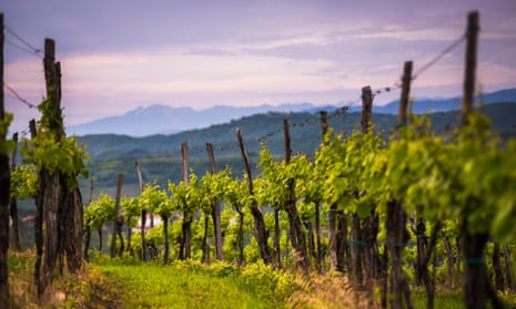 Eastern province: vineyards and mountains near Smartno in the Goriska Brda wine region of Slovenia.