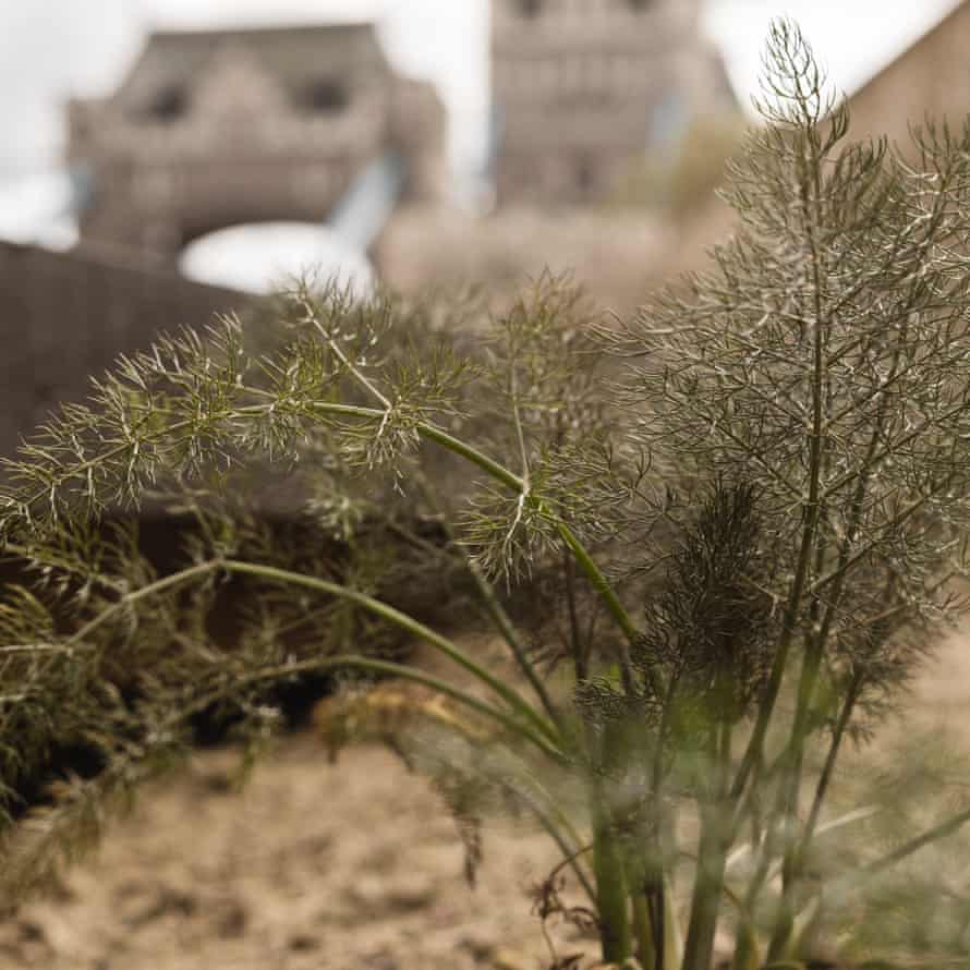 Purple fennel growing at the site in April.