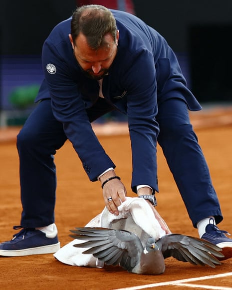 French Open 2024: Zverev v Griekspoor; Sabalenka and Rybakina win – live The umpire taking a Pigeon off the court.