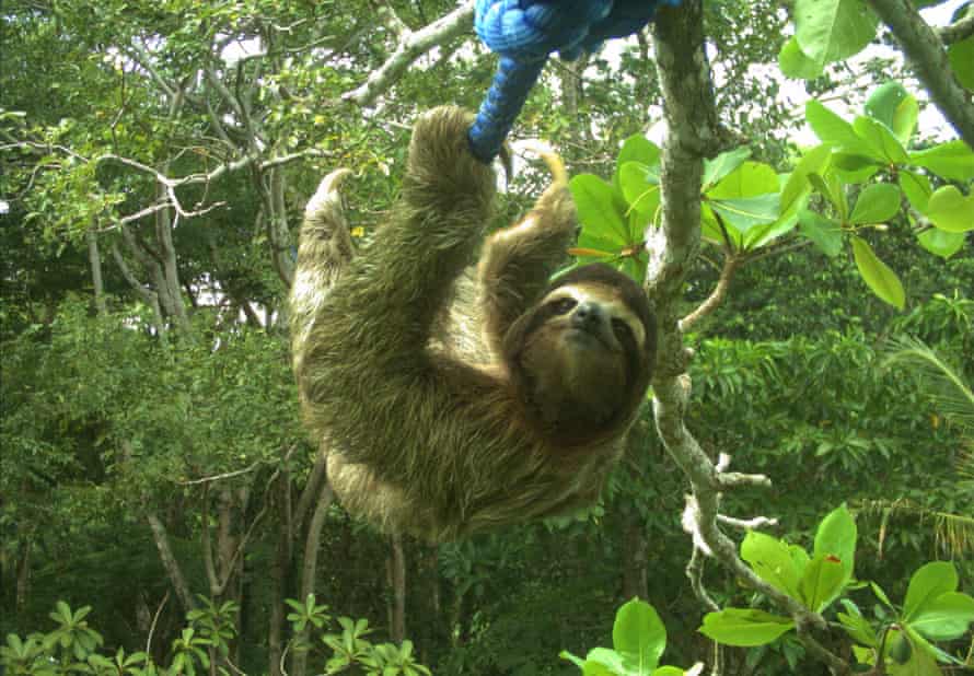 Sloth bridge in Costa Rica