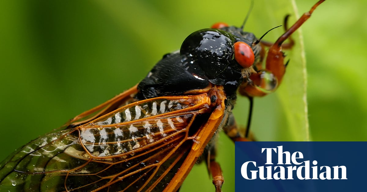 Bug in the system: cicada blamed for car crash in Ohio