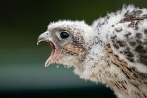 Wimbledon, UK. Seph, a 30 day old prairie falcon at the Wimbledon tennis championships