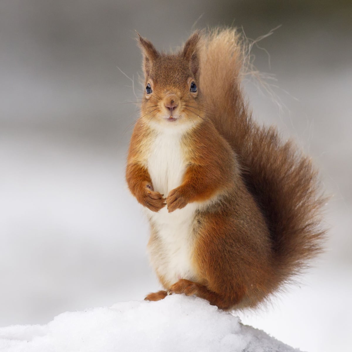 Medieval love of squirrel fur may have helped spread leprosy, study reveals | Archaeology | The Guardian Medieval love of squirrel fur may have helped spread leprosy, study reveals | Archaeology | The Guardian