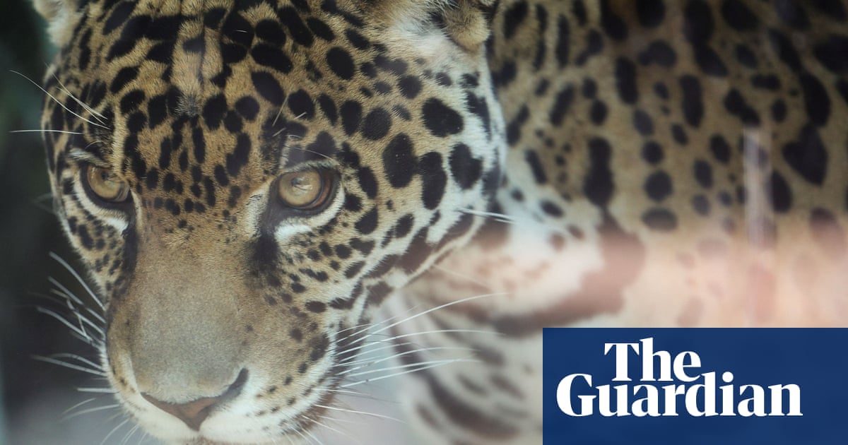The mission to return jaguars to the US: 'We aren't right without them' |  Endangered species | The Guardian