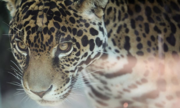 The mission to return jaguars to the US: 'We aren't right without them' |  Endangered species | The Guardian